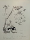 Six dessins encadrés de GAD